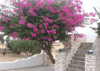 Χαρείτε τις κόκκινες πινελιές στο πράσινο!